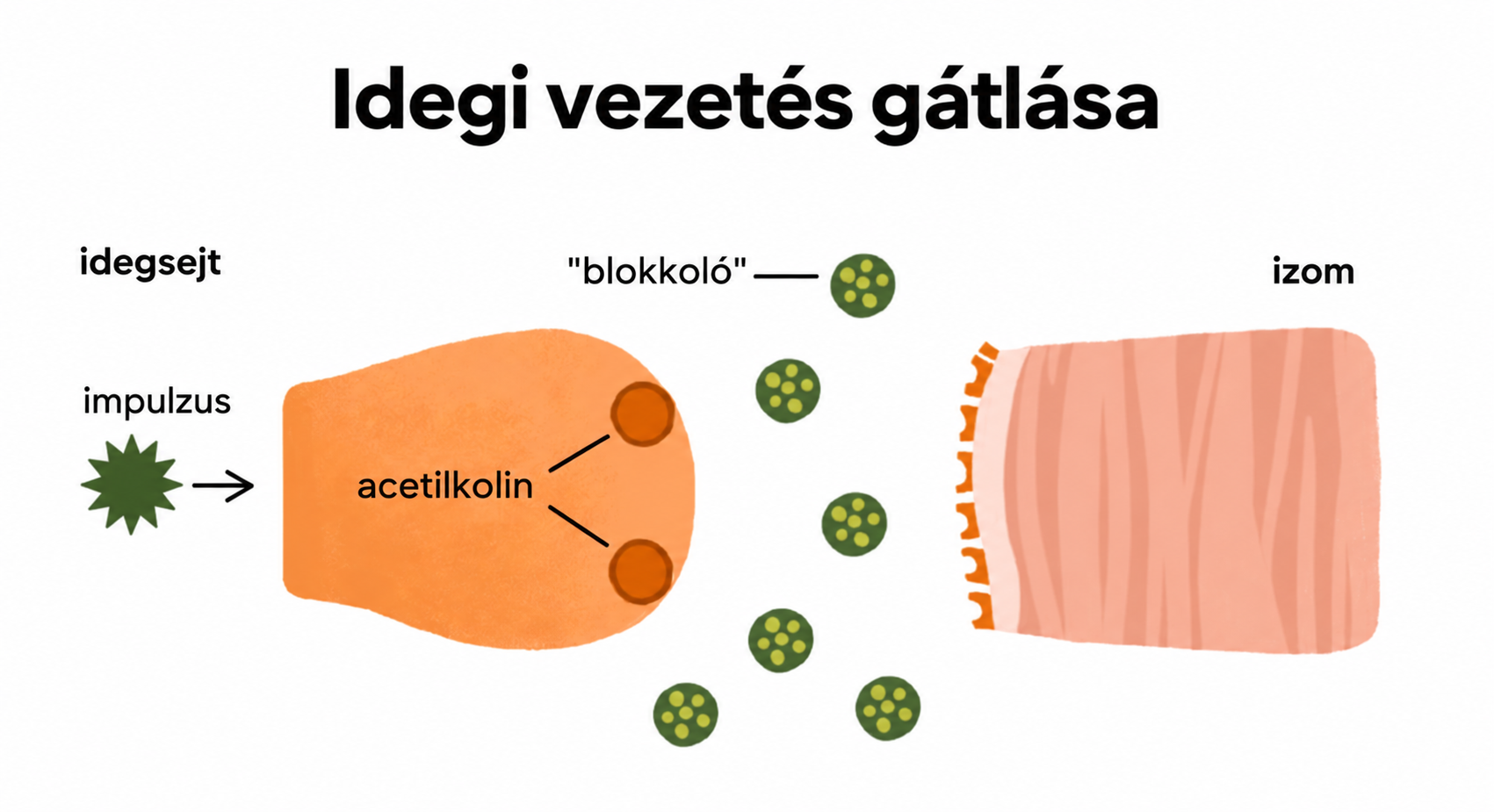 Idegi vezetés gátlása